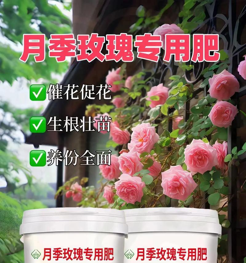 玫瑰花种植时需要哪些肥料？