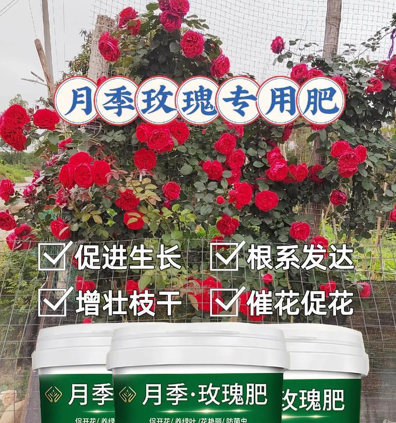 玫瑰花种植时需要哪些肥料？