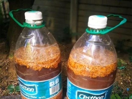 煮黄豆水浇君子兰好吗怎么浇？有哪些特别的养护技巧？
