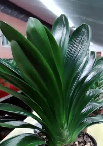 煮黄豆水浇君子兰好吗怎么浇？有哪些特别的养护技巧？