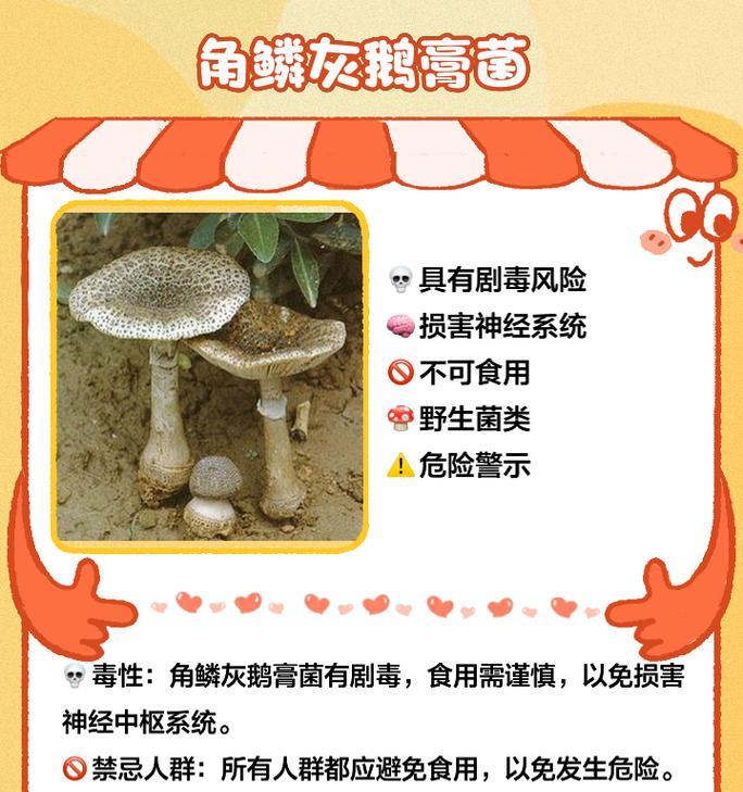 青春蘑的花语代表什么？青春蘑的寓意有哪些？