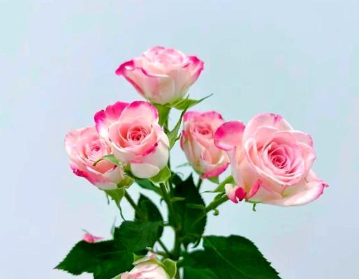 粉色嘟嘟花束的花语是什么？它代表了哪种情感？