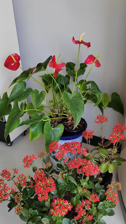 小花伞植物有何花语？小花伞象征着什么？