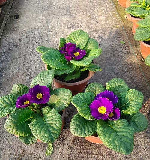 小花伞植物有何花语？小花伞象征着什么？