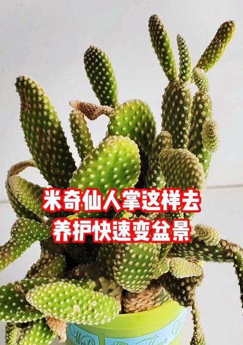 小仙人掌土盆景的正确养护方法是什么？