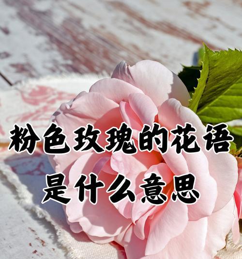 花语外表与内心不符是何意？如何解读这一花语？