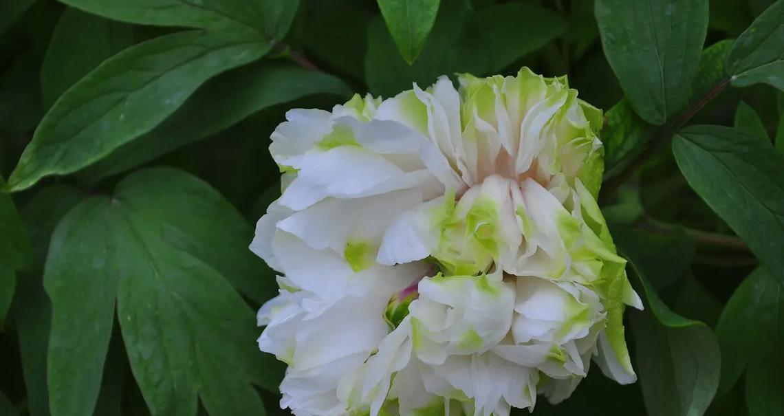 2朵白色牡丹花的寓意是什么？白色牡丹花象征着什么？