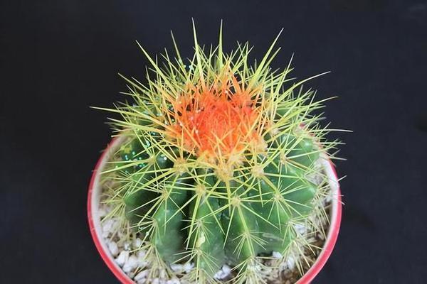 哪种仙人球品种既便宜又好养？适合新手的选择是什么？