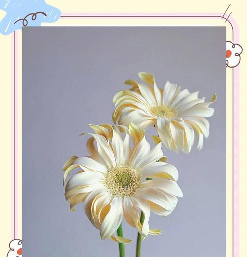 非洲菊的花语有哪些？