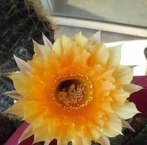 仙人球再次开花时应该注意什么？