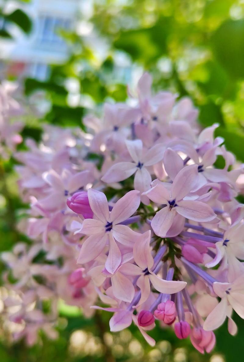丁香花的花语与哪些诗句相关？