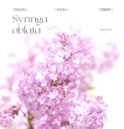丁香花的花语与哪些诗句相关？