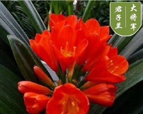 盆栽君子兰如何快速开花？有哪些养护要点？