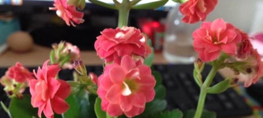 哪种花朵的花语是长寿？它象征着什么？