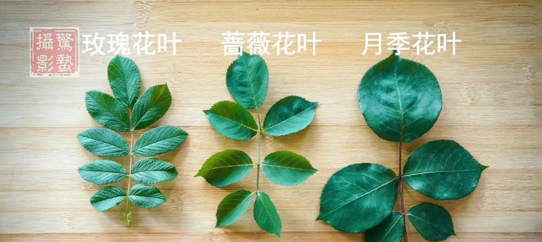玫瑰花叶子脱落的原因是什么？