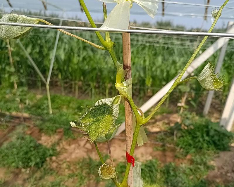 玫瑰花叶子脱落的原因是什么？