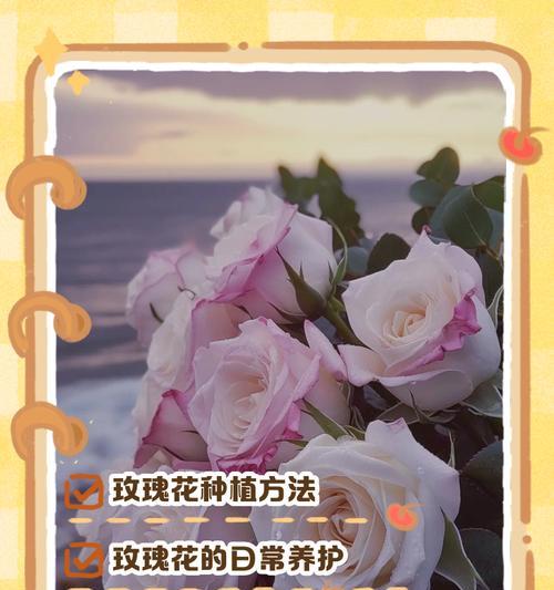 网上购买的玫瑰花如何种植？