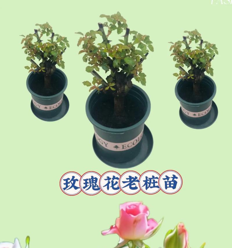 网上购买的玫瑰花如何种植？