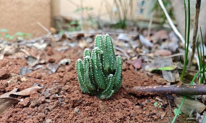 无根仙人掌种植的正确步骤是什么？