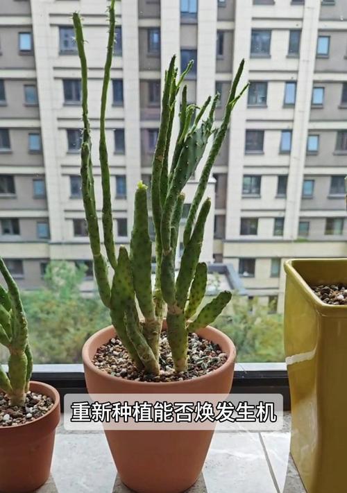 无根仙人掌种植的正确步骤是什么？