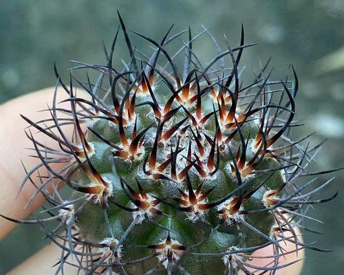 无根仙人掌种植的正确步骤是什么？