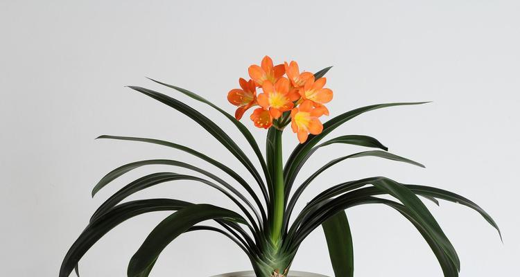 如何种植正宗精品君子兰苗？