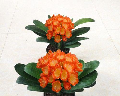 如何种植正宗精品君子兰苗？