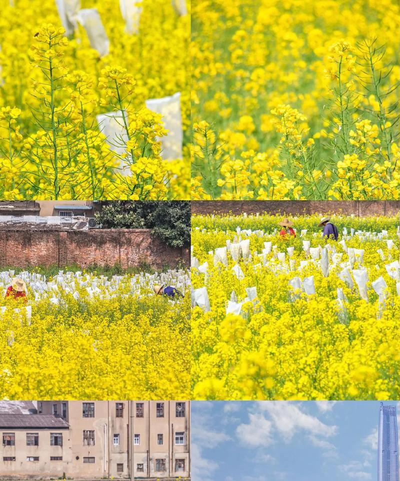 加油小土豆的花语是什么?它传递了哪种鼓励? 加油小土豆的花语是什么?它传递了哪种鼓励?
