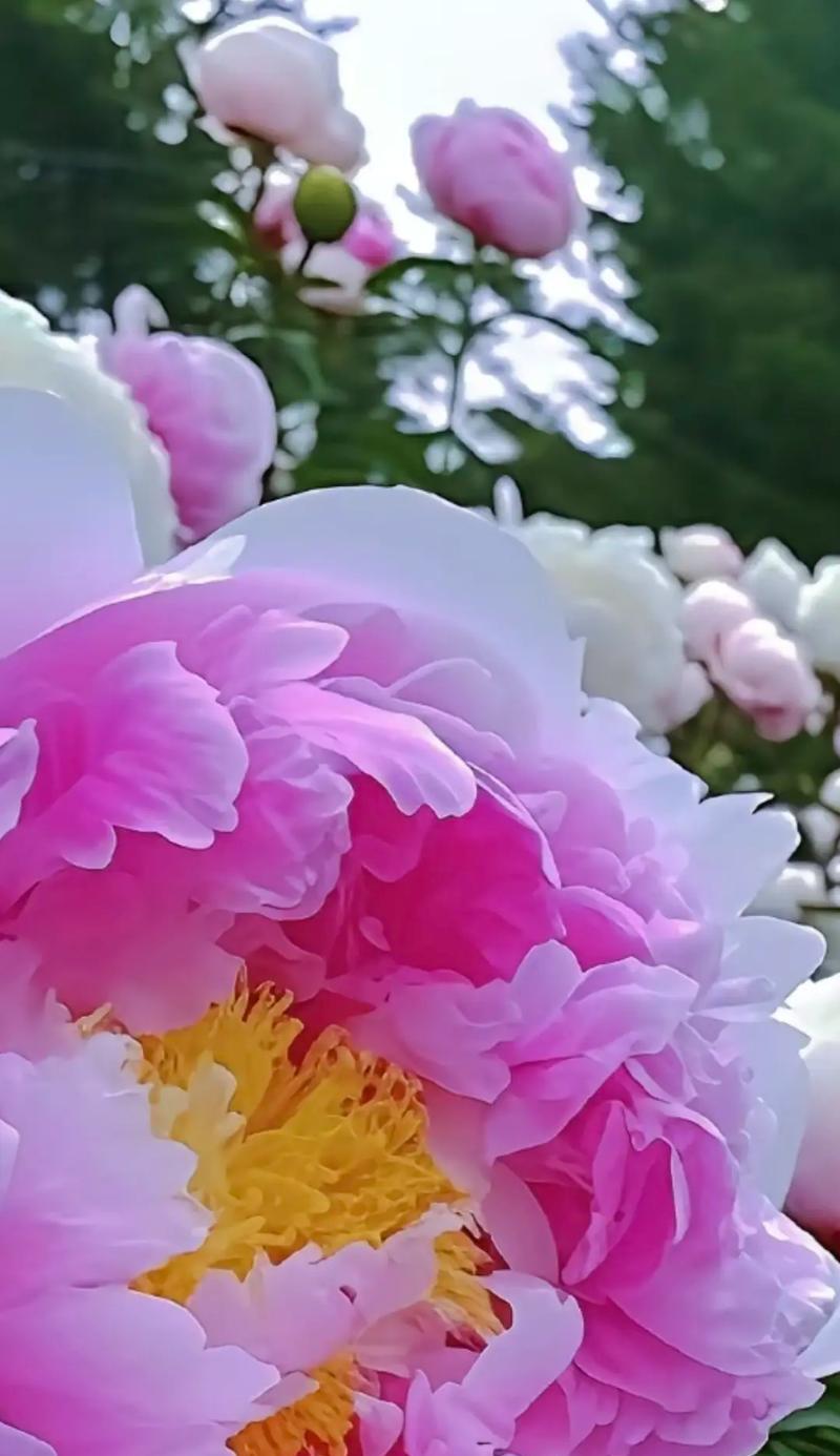 牡丹花中最贵品种的识别方法是什么？