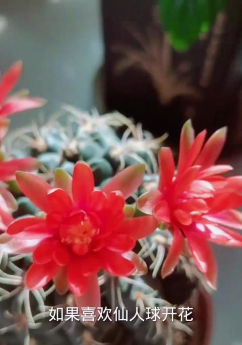 仙人球开花困难是什么原因造成的？