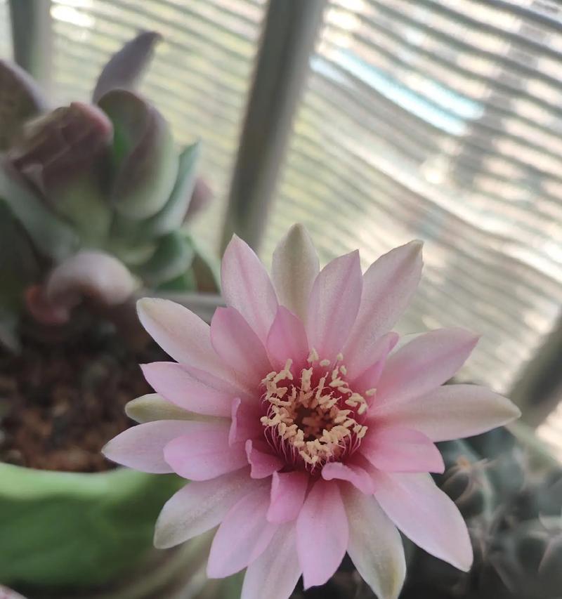 仙人球开花困难是什么原因造成的？