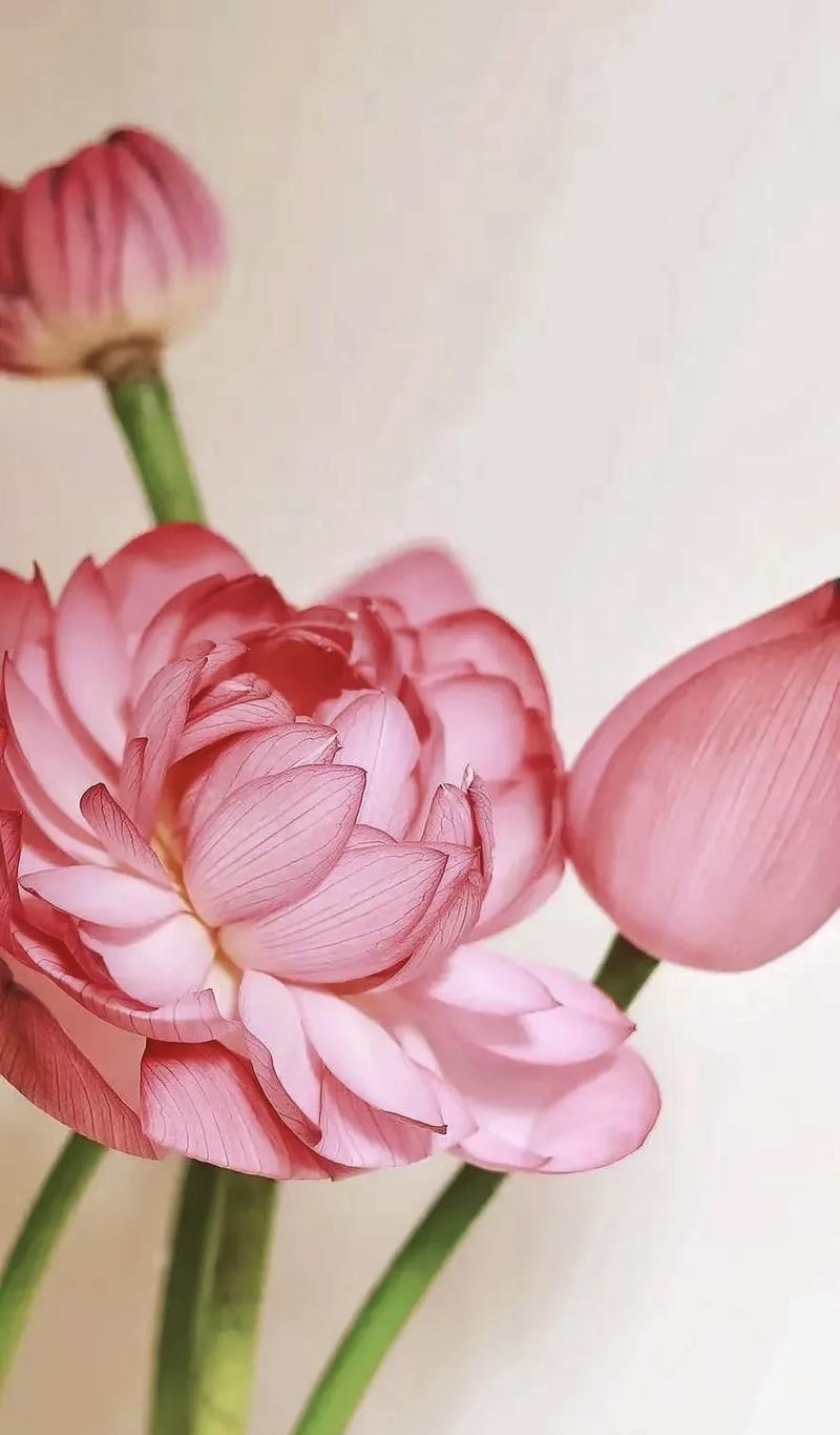 不染凡俗的花语有何深意？
