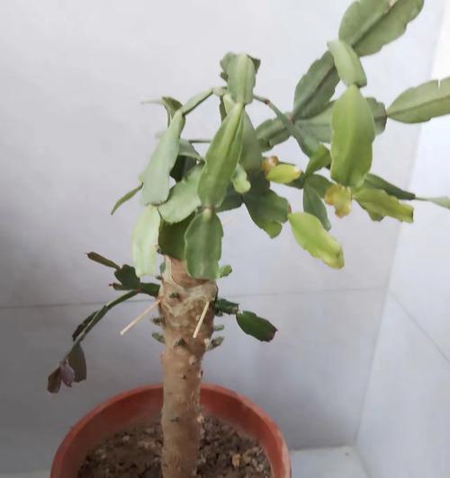 仙人掌的扦插存活率高吗？如何提高存活率？