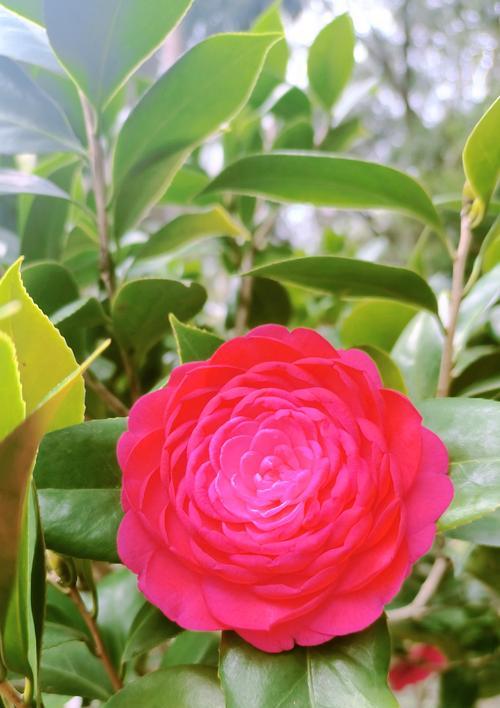 山茶花的花语是什么？它如何象征好运和幸福？