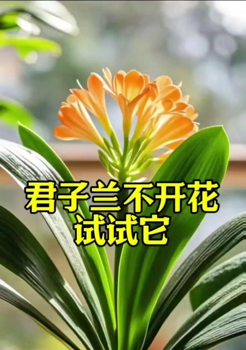 如何让悄悄开的君子兰顺利开花？