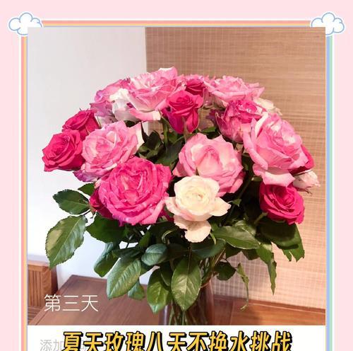 水玫瑰花如何保持漂亮？养活的秘诀是什么？
