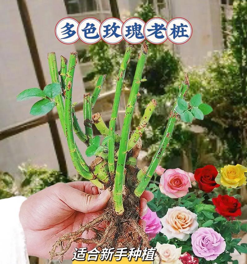 水玫瑰花如何保持漂亮？养活的秘诀是什么？