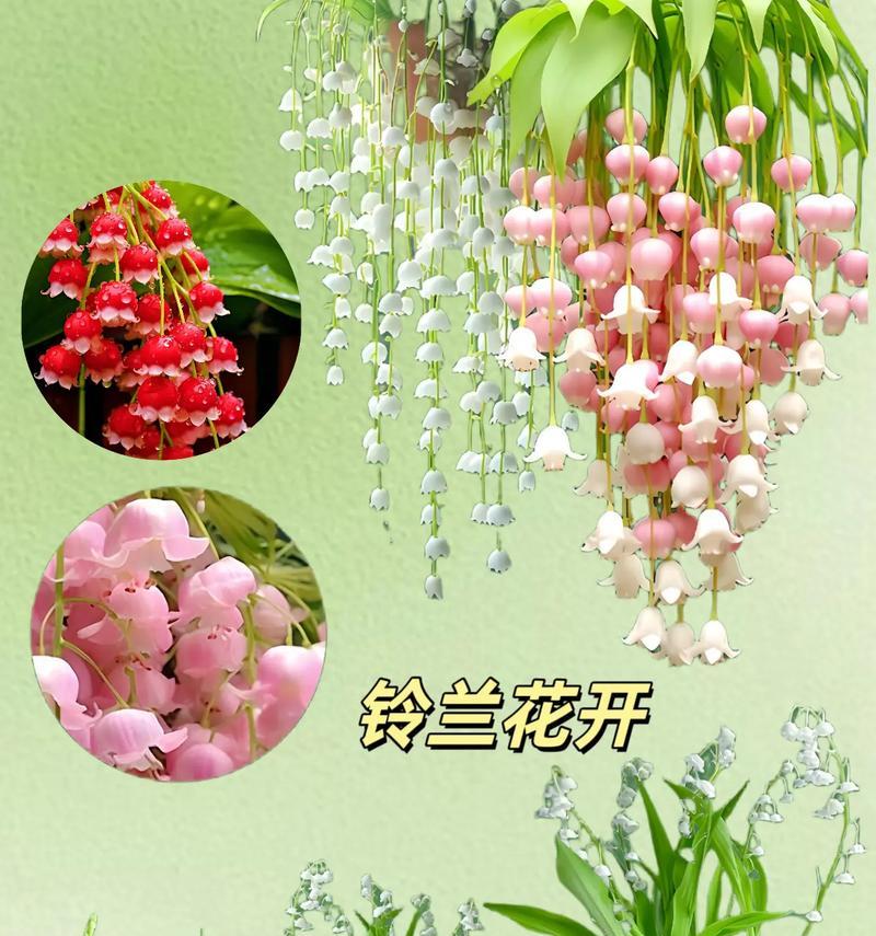 摇钱树象征的吉祥花语是什么？