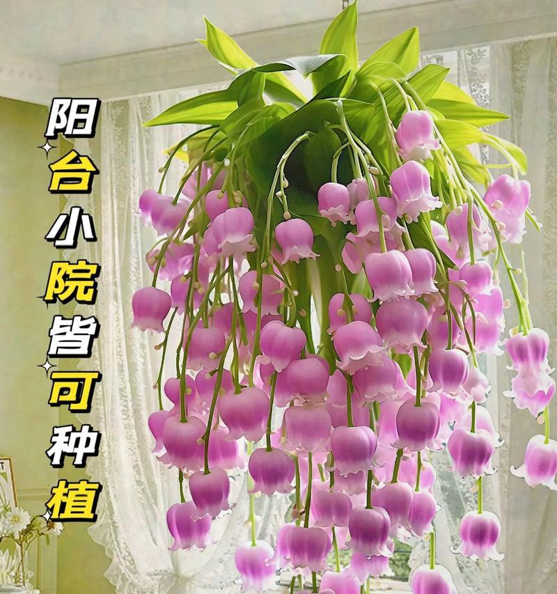红铃兰花的花语是什么？有何特别含义？