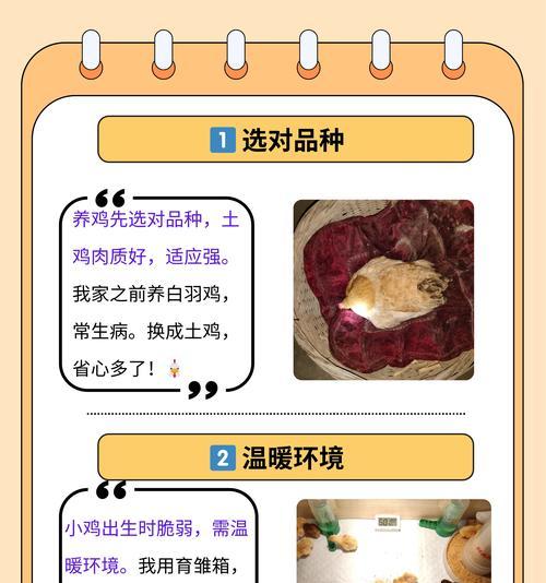 君子兰小鸡的养殖方法是什么？需要注意哪些要点？
