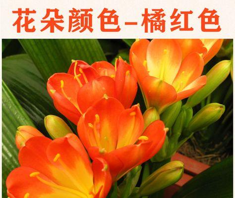 君子兰长出花苞后多久会开花？如何促进开花？