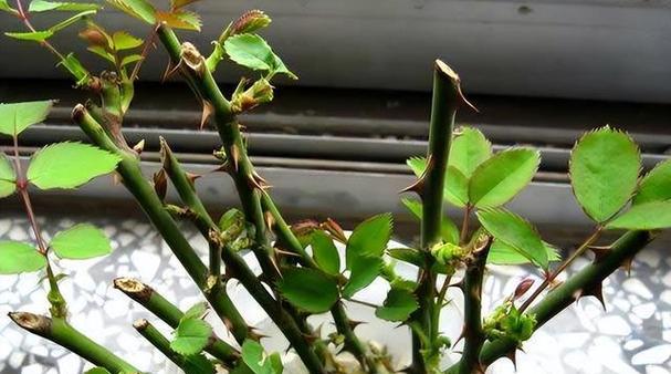 牡丹花移栽时可以破开根系吗？移栽后如何养护？