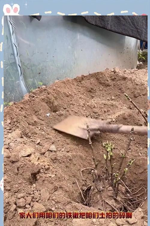 牡丹花移栽时可以破开根系吗？移栽后如何养护？