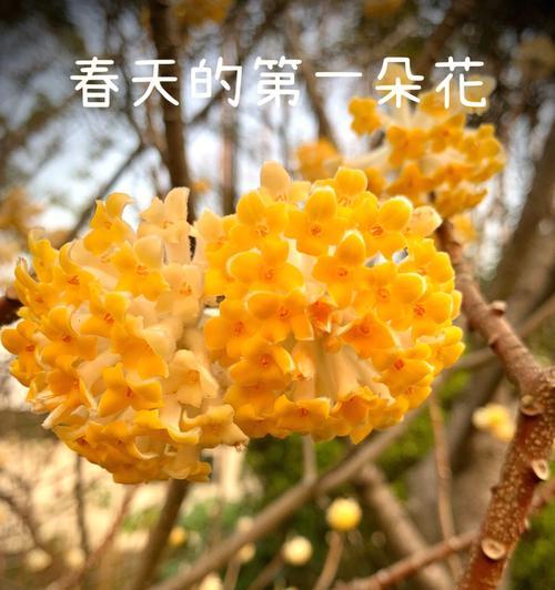 最佳伴侣的花语属于哪种花？