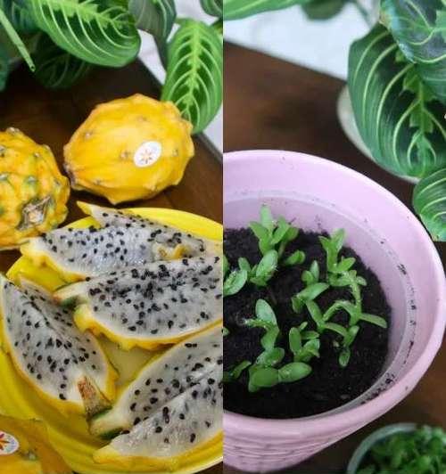 仙人掌火龙果的种植方法是什么？有哪些要点？