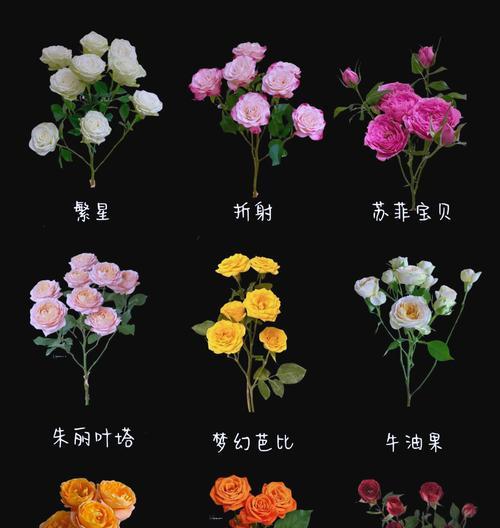 四个天使玫瑰的花语是什么？天使玫瑰代表了哪些意义？
