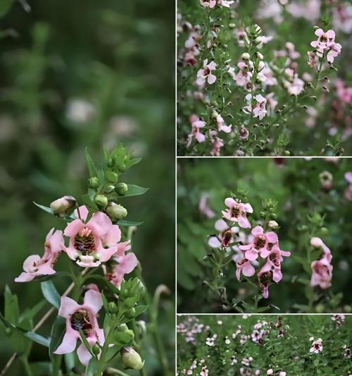 四个天使玫瑰的花语是什么？天使玫瑰代表了哪些意义？