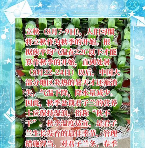 君子兰用营养土好吗？如何正确养护？