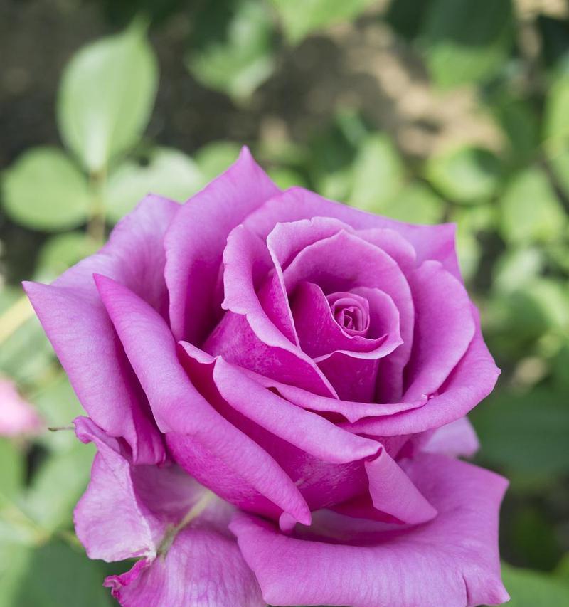 带花苞的紫色玫瑰花叫什么？如何识别其品种？