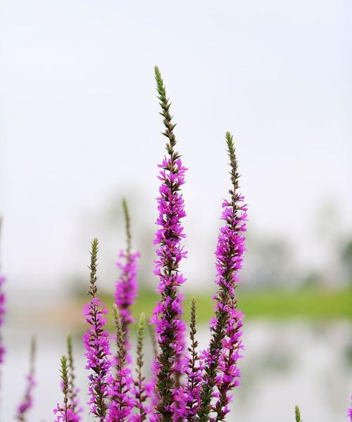 诗露花语代表什么含义？档次如何评定？